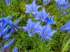 Show product details for Gentiana Cairngorm